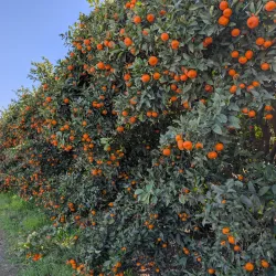 Fresno County Blossom Trail - Fresno