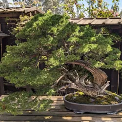 Shinzen Friendship Garden - Fresno