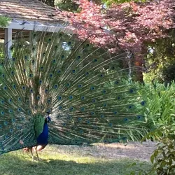 Shinzen Friendship Garden - Fresno