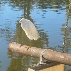 Craig Regional Park - Fullerton