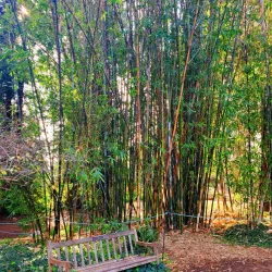 Fullerton Arboretum - Fullerton