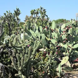 Fullerton Arboretum - Fullerton