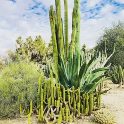 Fullerton Arboretum - Fullerton