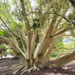 Fullerton Arboretum - Fullerton