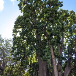 Fullerton Arboretum - Fullerton