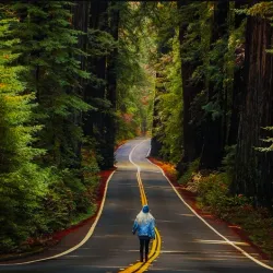 Avenue of the Giants - Garberville