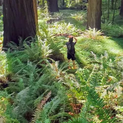 Avenue of the Giants - Garberville