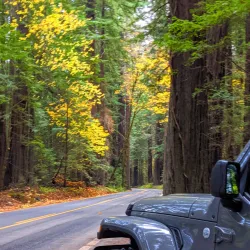 Avenue of the Giants - Garberville