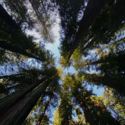 Avenue of the Giants - Garberville