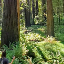 Avenue of the Giants - Garberville