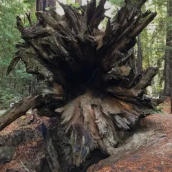 Avenue of the Giants - Garberville