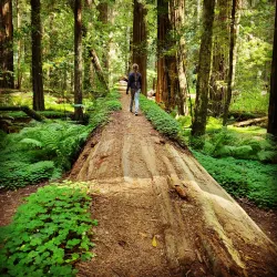 Avenue of the Giants - Garberville