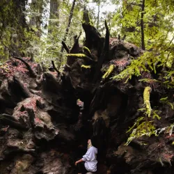 Avenue of the Giants - Garberville
