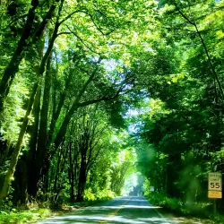 Avenue of the Giants - Garberville