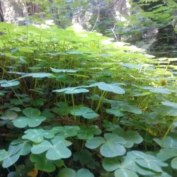 Avenue of the Giants - Garberville