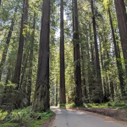 Humboldt Redwoods State Park - Garberville