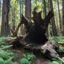 Humboldt Redwoods State Park - Garberville