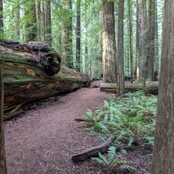 Humboldt Redwoods State Park - Garberville