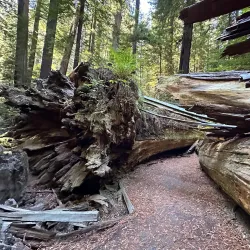 Humboldt Redwoods State Park - Garberville