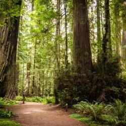Humboldt Redwoods State Park - Garberville