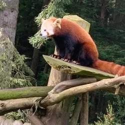Redwood Sky Walk - Garberville