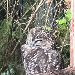 Redwood Sky Walk - Garberville