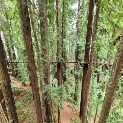 Redwood Sky Walk - Garberville