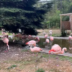 Redwood Sky Walk - Garberville