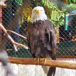 Redwood Sky Walk - Garberville