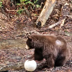 Redwood Sky Walk - Garberville