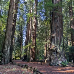Richardson Grove State Park - Garberville