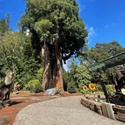 Richardson Grove State Park - Garberville