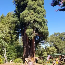 Richardson Grove State Park - Garberville