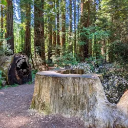 Richardson Grove State Park - Garberville