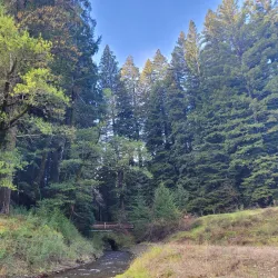 Richardson Grove State Park - Garberville