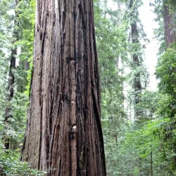 South Fork Eel River - Garberville
