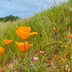 Coyote Lake Harvey Bear Ranch County Park - Gilroy