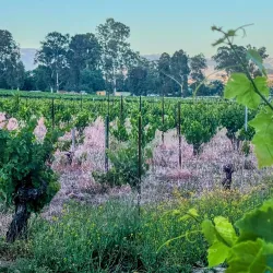 Hecker Pass Winery - Gilroy