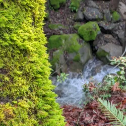 Uvas Canyon County Park - Gilroy