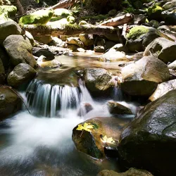 Uvas Canyon County Park - Gilroy