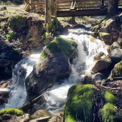 Uvas Canyon County Park - Gilroy