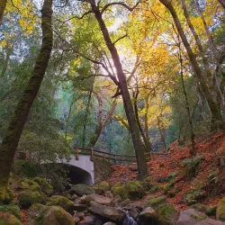 Uvas Canyon County Park - Gilroy