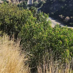 San Gabriel Mountains National Monument - Glendora