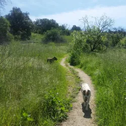 South Hills Wilderness Area - Glendora