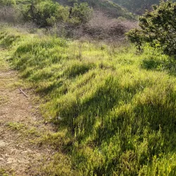 South Hills Wilderness Area - Glendora
