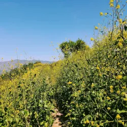 South Hills Wilderness Area - Glendora