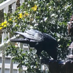 Grass Valley Museum - Grass Valley