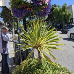 Downtown Half Moon Bay - Half Moon Bay