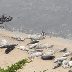 Fitzgerald Marine Reserve - Half Moon Bay