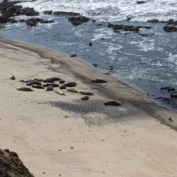 Fitzgerald Marine Reserve - Half Moon Bay